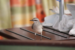 Mimus gilvus