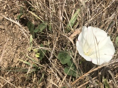 Calystegia collina