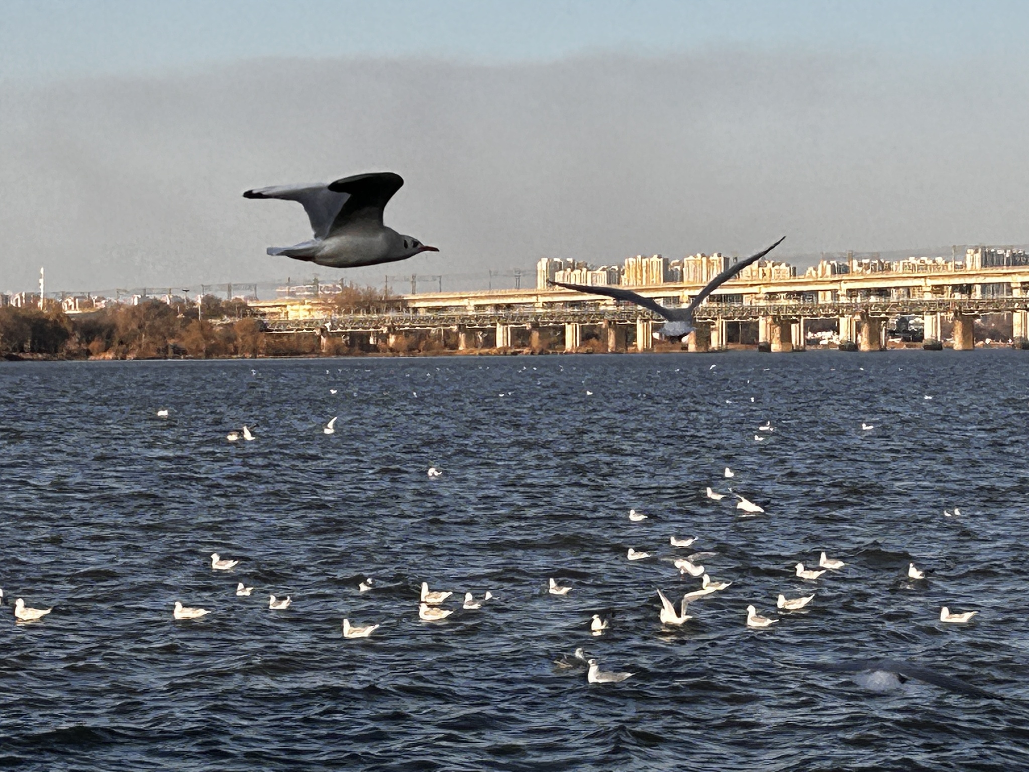 Black-headed Gull