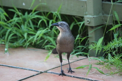 Quiscalus lugubris