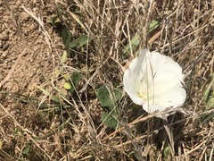Calystegia collina