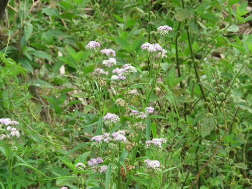 Carter's curse (Ethulia conyzoides)