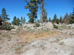 Erythranthe montioides