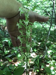 Platanthera macrophylla