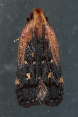 Dichomeris costarufoella