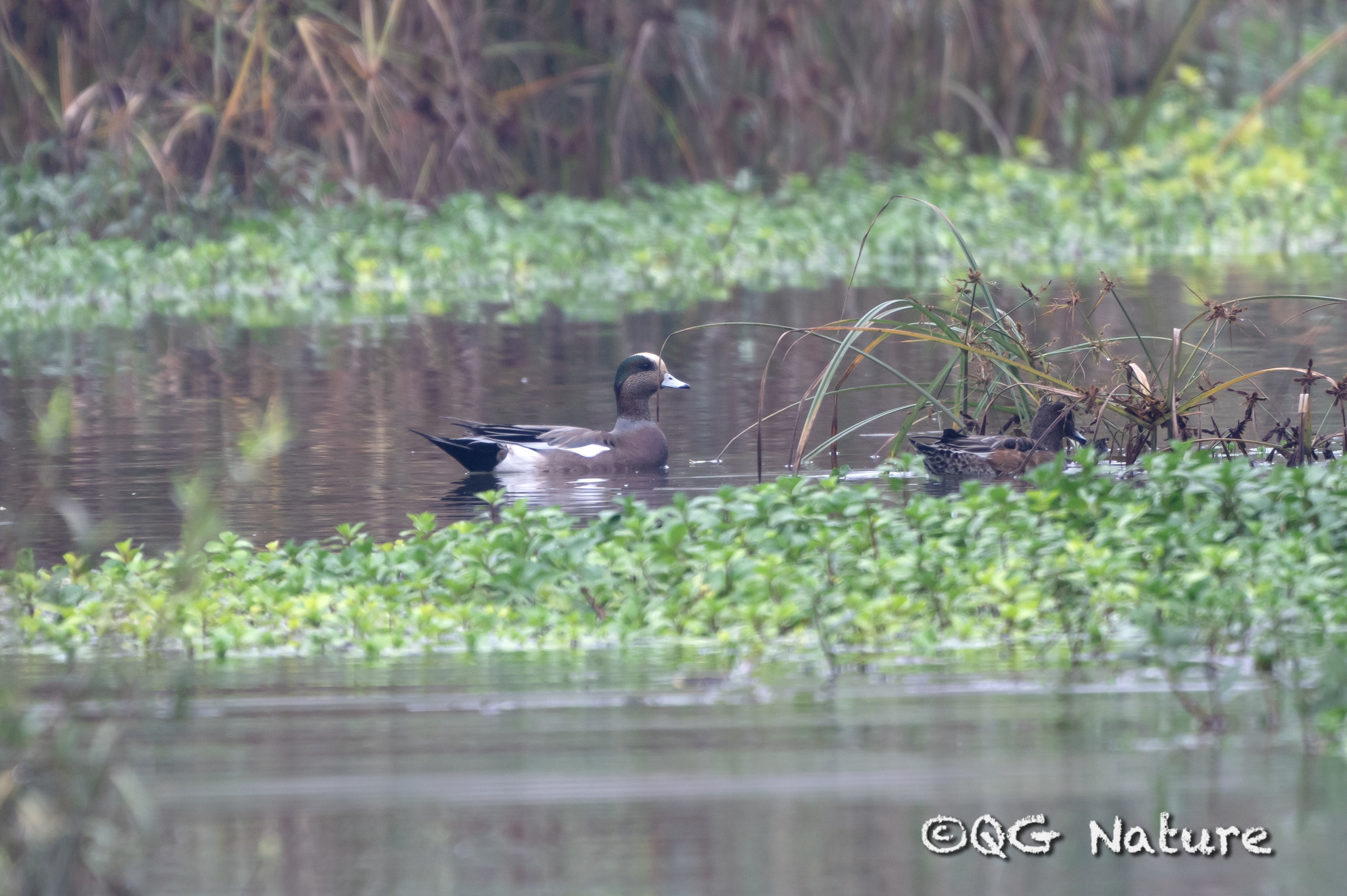 American Wigeon
