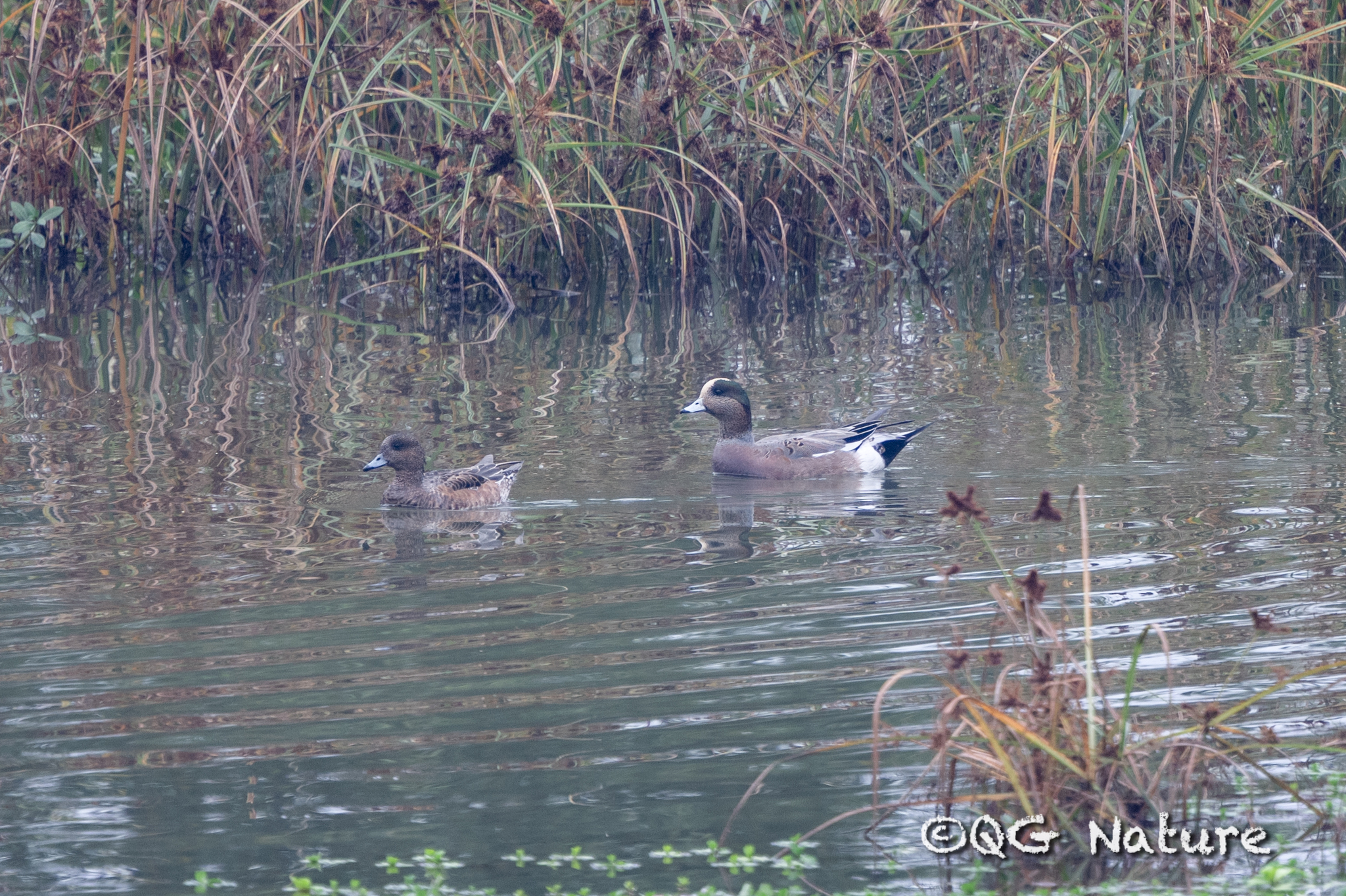 American Wigeon