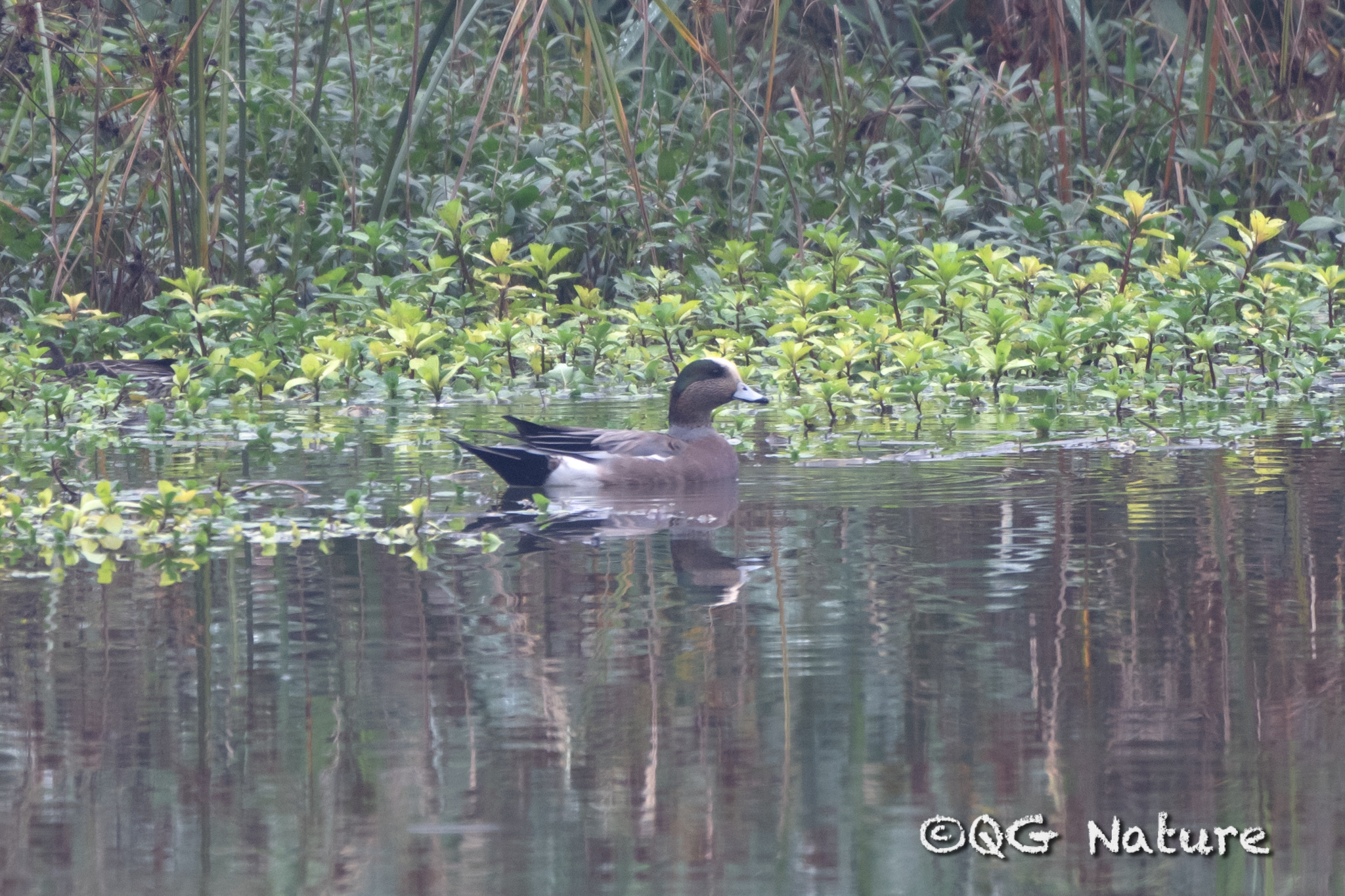 American Wigeon