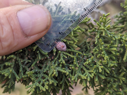 Redberry juniper (Juniperus coahuilensis)