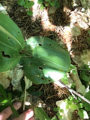 Platanthera macrophylla