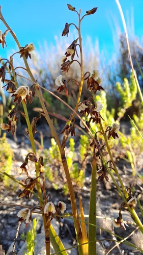 Image of Eulophia bolusii by (c) Rebecca Lain, some rights reserved (CC BY-SA)