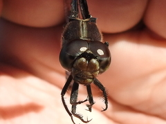 Libellula vibrans
