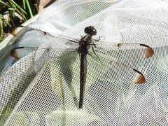 Libellula vibrans
