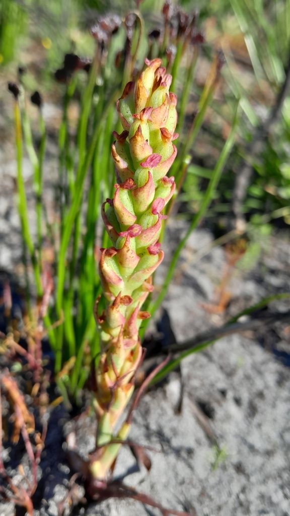 Disa bracteata
