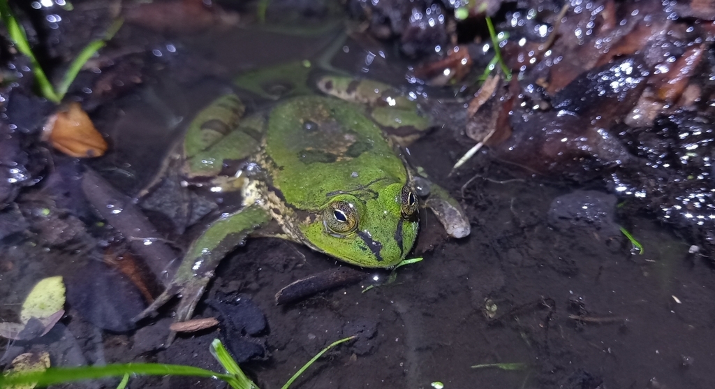 Rio Arassuahy Swimming Frog