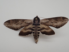 Sphinx gordius