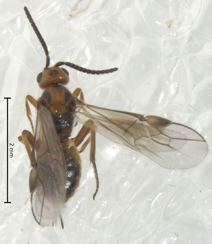Habrobracon hebetor observed 2024-11-15