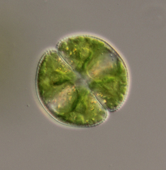 Cosmarium smolandicum