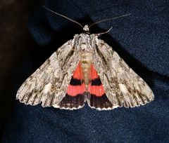 Catocala coccinata