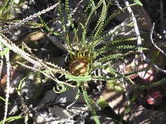 Banksia dallanneyi