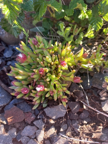Image of Delosperma katbergense by (c) Brian du Preez, some rights reserved (CC BY-SA)