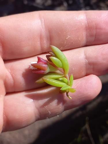 Image of Delosperma katbergense by (c) Brian du Preez, some rights reserved (CC BY-SA)