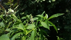 Phytolacca americana rigida