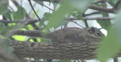 Tamiops maritimus monticolus