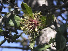 Banksia ilicifolia