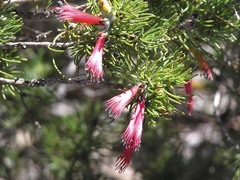 Melaleuca kalbarriensis