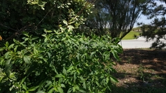 Phytolacca americana rigida