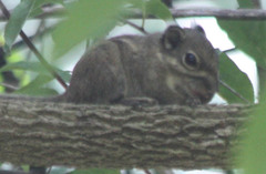 Tamiops maritimus monticolus