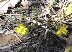Conostylis juncea