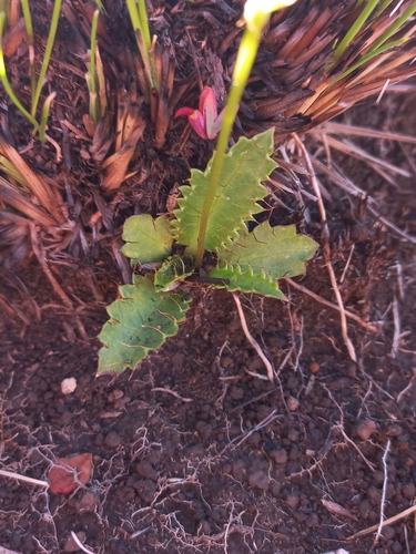 Image of Alepidea delicatula by (c) Brian du Preez, some rights reserved (CC BY-SA)