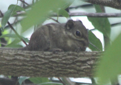 Tamiops maritimus monticolus