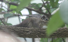 Tamiops maritimus monticolus