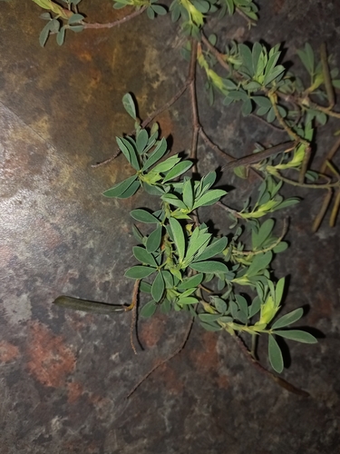 Image of Indigofera elandsbergensis by (c) Brian du Preez, some rights reserved (CC BY-SA)