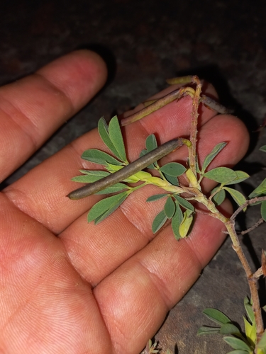 Image of Indigofera elandsbergensis by (c) Brian du Preez, some rights reserved (CC BY-SA)