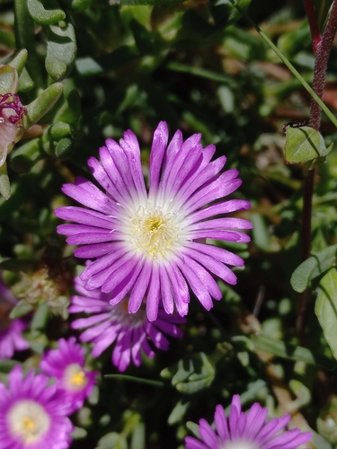 Delosperma dyeri, photograph 3