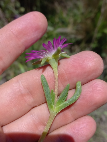 Image of Delosperma dyeri by (c) Brian du Preez, some rights reserved (CC BY-SA)