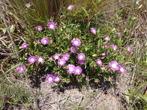 Image of Delosperma dyeri by (c) Brian du Preez, some rights reserved (CC BY-SA)