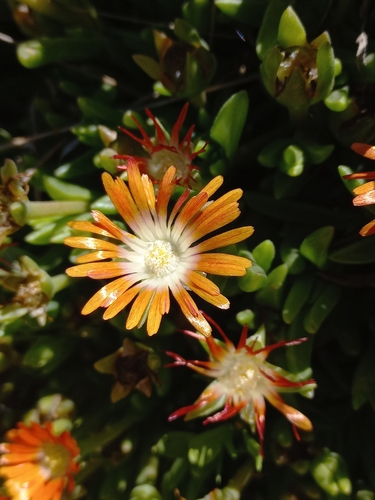 Tarkastad Sheepfig (Delosperma dyeri)