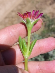 (c) Brian du Preez, some rights reserved (CC BY-SA) Delosperma dyeri, photograph (c) Brian du Preez, some rights reserved (CC BY-SA)