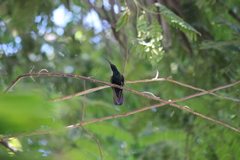 Anthracothorax mango