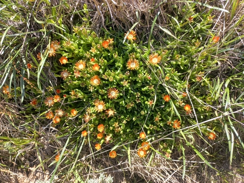 Image of Delosperma dyeri by (c) Brian du Preez, some rights reserved (CC BY-SA)