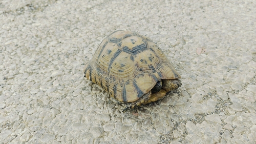 Greek Tortoise
