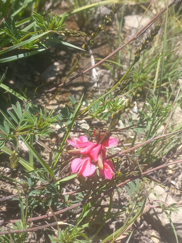 Image of Indigofera hedyantha by (c) Brian du Preez, some rights reserved (CC BY-SA)