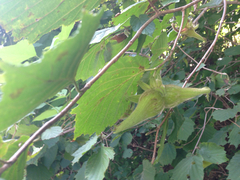 Corylus sieboldiana