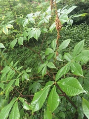 Aesculus parviflora