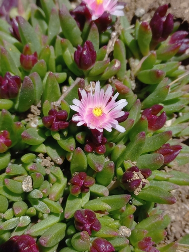 Katberg Sheepfig (Delosperma katbergense)